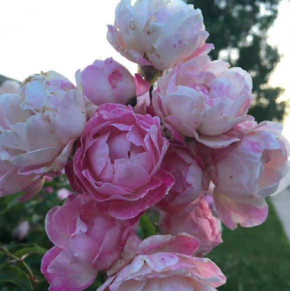 Meet your Posher, Eileen - Picture 1 of 2